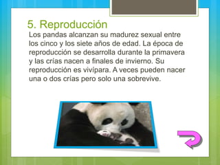 5. Reproducción
Los pandas alcanzan su madurez sexual entre
los cinco y los siete años de edad. La época de
reproducción se desarrolla durante la primavera
y las crías nacen a finales de invierno. Su
reproducción es vivípara. A veces pueden nacer
una o dos crías pero solo una sobrevive.
 