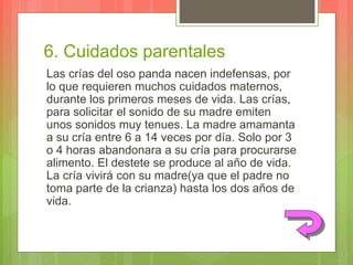 6. Cuidados parentales
Las crías del oso panda nacen indefensas, por
lo que requieren muchos cuidados maternos,
durante los primeros meses de vida. Las crías,
para solicitar el sonido de su madre emiten
unos sonidos muy tenues. La madre amamanta
a su cría entre 6 a 14 veces por día. Solo por 3
o 4 horas abandonara a su cría para procurarse
alimento. El destete se produce al año de vida.
La cría vivirá con su madre(ya que el padre no
toma parte de la crianza) hasta los dos años de
vida.
 