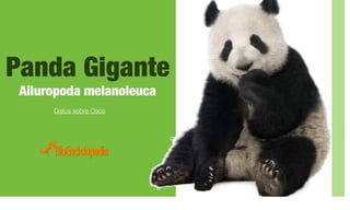 Panda Gigante
Ailuropoda melanoleuca
Datos sobre Osos
 