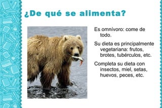 ¿De qué se alimenta?
             Es omnívoro: come de
               todo.
             Su dieta es principalmente
               vegetariana: frutos,
               brotes, tubérculos, etc.
             Completa su dieta con
               insectos, miel, setas,
               huevos, peces, etc.
 