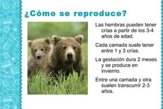 ¿Cómo se reproduce?
             Las hembras pueden tener
               crías a partir de los 3-4
               años de edad.
             Cada camada suele tener
               entre 1 y 3 crías.
             La gestación dura 2 meses
               y se produce en
               invierno.
             Entre una camada y otra
               suelen transcurrir 2-3
               años.
 