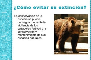 ¿Cómo evitar su extinción?
La conservación de la
  especie se puede
  conseguir mediante la
  vigilancia de los
  cazadores furtivos y la
  conservación y
  mantenimiento de sus
  espacios naturales.
 