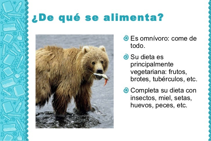 El Oso Es Carnivoro O Herviboro