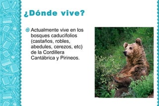 ¿Dónde vive?

 Actualmente vive en los
 bosques caducifolios
 (castaños, robles,
 abedules, cerezos, etc)
 de la Cordillera
 Cantábrica y Pirineos.
 