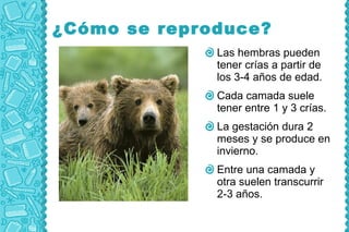 ¿Cómo se reproduce?
              Las hembras pueden
              tener crías a partir de
              los 3-4 años de edad.
              Cada camada suele
              tener entre 1 y 3 crías.
              La gestación dura 2
              meses y se produce en
              invierno.
              Entre una camada y
              otra suelen transcurrir
              2-3 años.
 