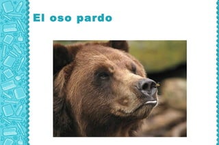 El oso pardo

 