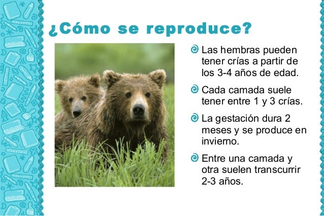 Oso pardo