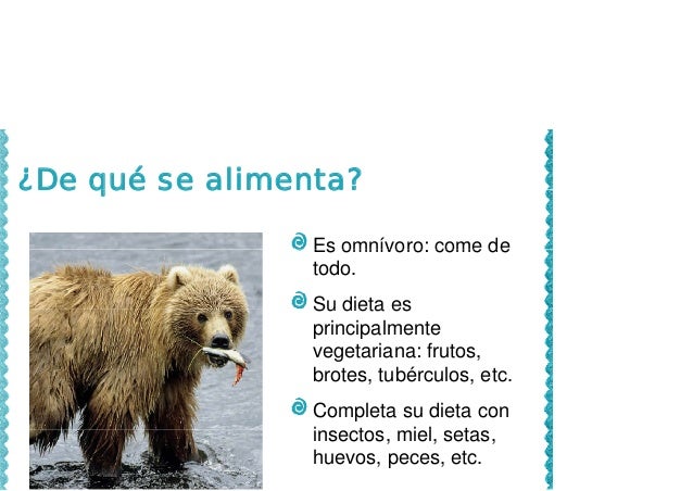 Oso pardo