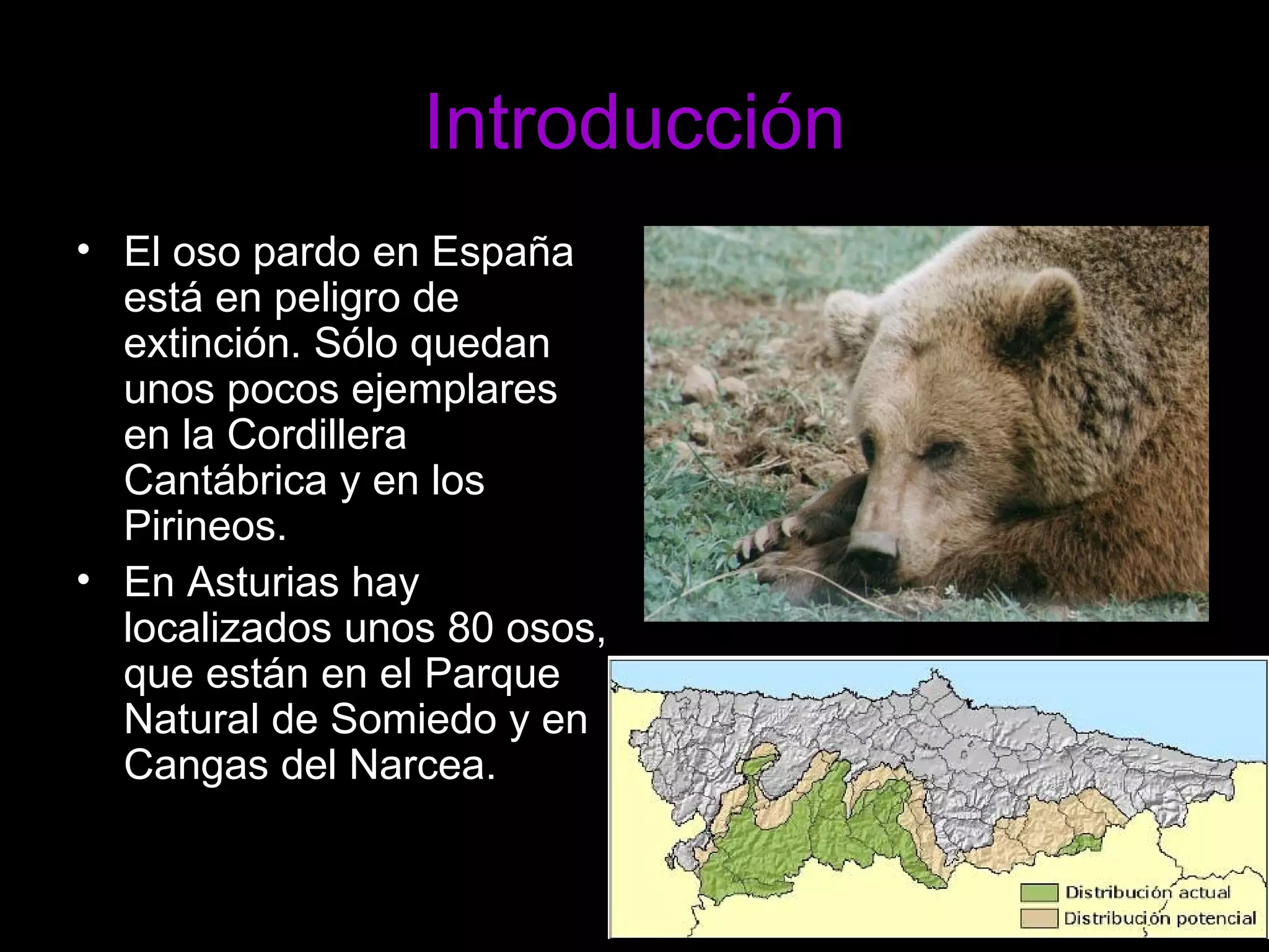 Introducción El oso pardo en España está en peligro de extinción. Sólo quedan unos pocos ejemplares en la Cordillera Cantábrica y en los Pirineos. En Asturias hay localizados unos 80 osos, que están en el Parque Natural de Somiedo y en Cangas del Narcea.