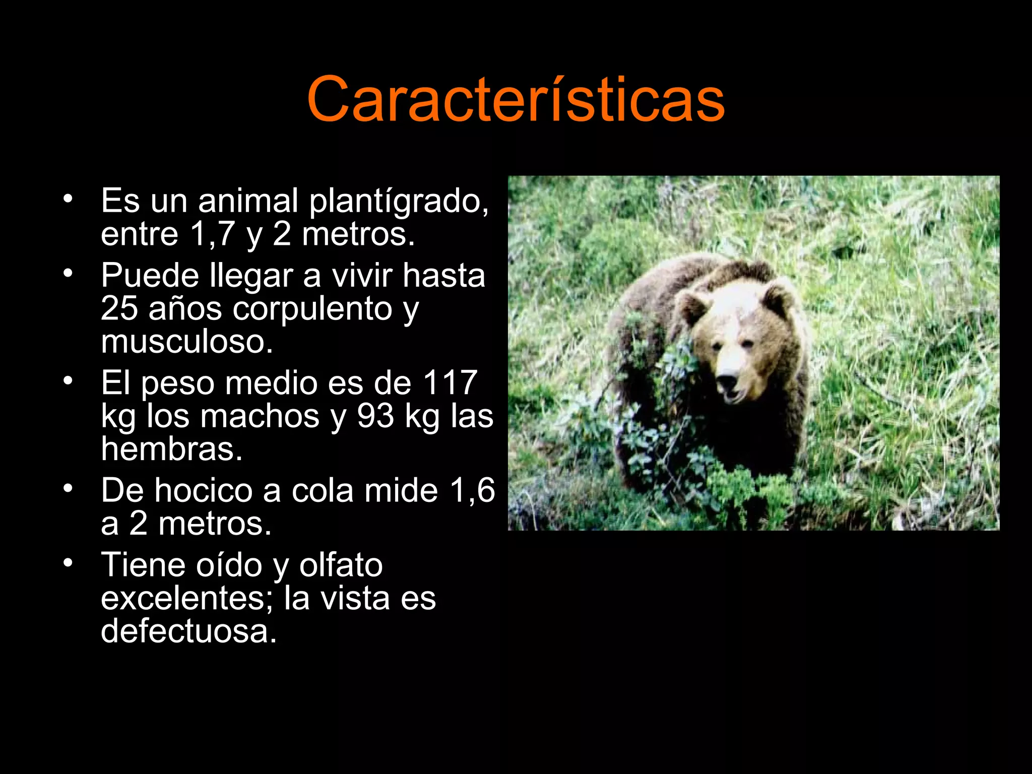 Características Es un animal plantígrado, entre 1,7 y 2 metros. Puede llegar a vivir hasta 25 años corpulento y musculoso. El peso medio es de 117 kg los machos y 93 kg las hembras. De hocico a cola mide 1,6 a 2 metros. Tiene oído y olfato excelentes; la vista es defectuosa.