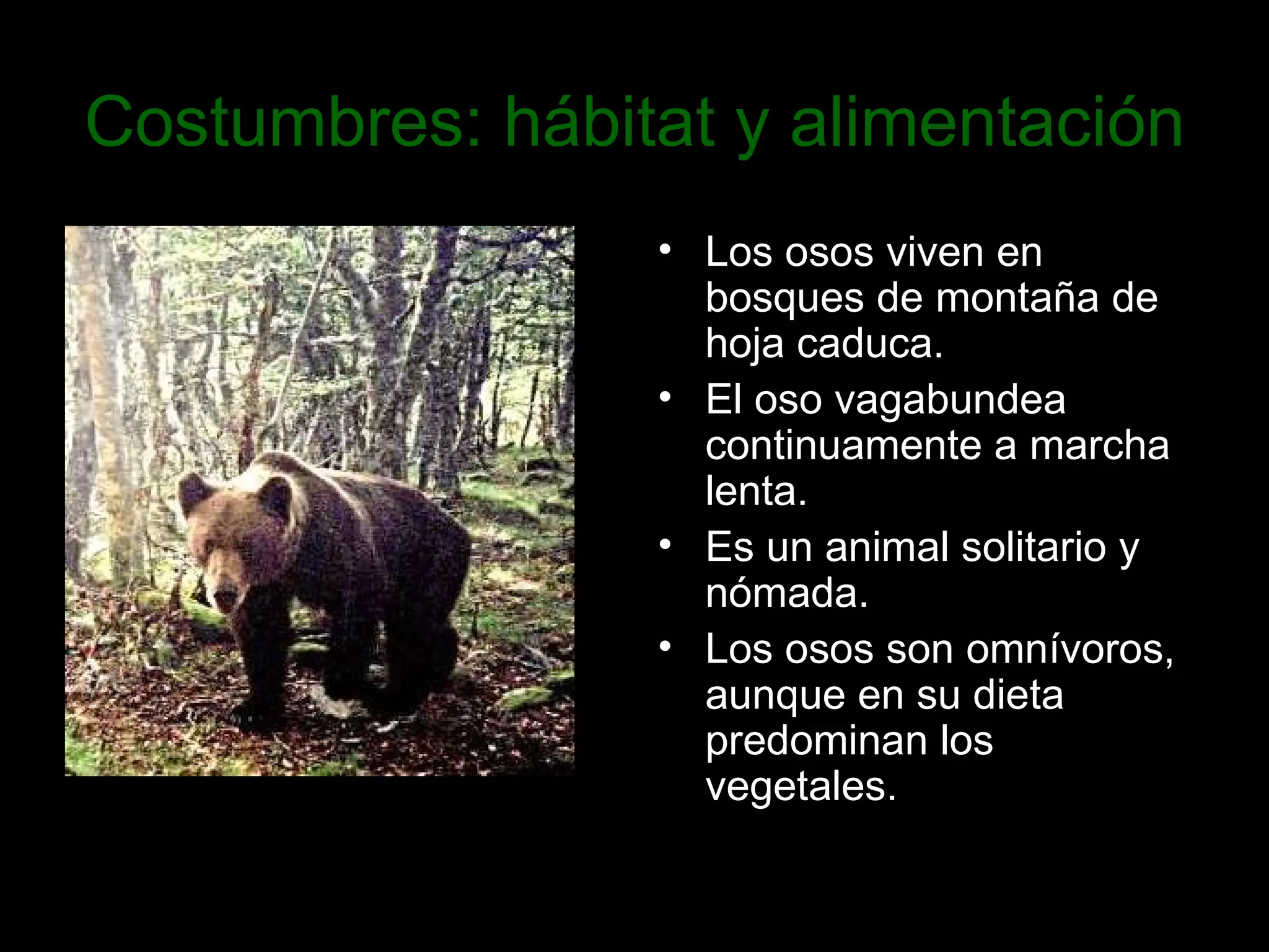 Costumbres: hábitat y alimentación Los osos viven en bosques de montaña de hoja caduca. El oso vagabundea continuamente a marcha lenta. Es un animal solitario y nómada. Los osos son omnívoros, aunque en su dieta predominan los vegetales.