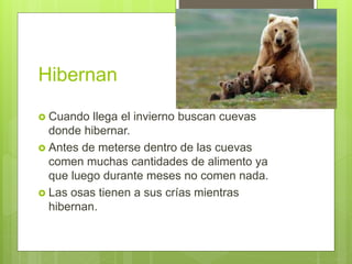 Hibernan
 Cuando llega el invierno buscan cuevas
donde hibernar.
 Antes de meterse dentro de las cuevas
comen muchas cantidades de alimento ya
que luego durante meses no comen nada.
 Las osas tienen a sus crías mientras
hibernan.
 
