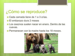 ¿Cómo se reproduce?
 Cada camada tiene de 1 a 3 crías.
 El embarazo dura 2 meses
 Los oseznos suelen nacer en enero. Dentro de las
cuevas.
 Permanecen con la madre hasta los 18 meses.
 