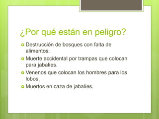 ¿Por qué están en peligro?
 Destrucción de bosques con falta de
alimentos.
 Muerte accidental por trampas que colocan
para jabalíes.
 Venenos que colocan los hombres para los
lobos.
 Muertos en caza de jabalíes.
 