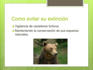 Como evitar su extinción
 Vigilancia de cazadores furtivos.
 Manteniendo la conservación de sus espacios
naturales.
 