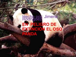 EN PELIGRO DE
EXTINCIÓN EL OSO
PANDA
Hecho por: Jimena
Rodríguez A.
 