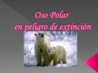 Oso Polar en peligro de extinción 
