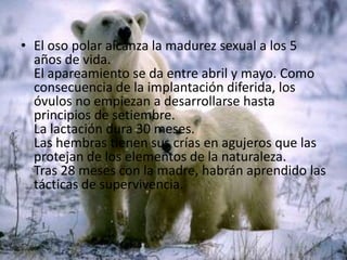 El oso polar alcanza la madurez sexual a los 5 años de vida. El apareamiento se da entre abril y mayo. Como consecuencia de la implantación diferida, los óvulos no empiezan a desarrollarse hasta principios de setiembre.La lactación dura 30 meses.                                               Las hembras tienen sus crías en agujeros que las protejan de los elementos de la naturaleza.                       Tras 28 meses con la madre, habrán aprendido las tácticas de supervivencia. 
