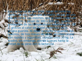 Los cachorros de oso polar nacen en invierno, dentro de una cueva que la madre excava en una pila de nieve. Los oseznos, que al nacer miden de 17 a 30 cm. y pesan de 300 a 500 grs., quedan protegidos de las temperaturas exteriores de -10 C. gracias al calor de la piel materna y de la propia guarida. Al dejar la madre la guarida, los oseznos, de tres meses de edad, ya saben andar con rapidez y seguridad, y pesan unos 10 kg. La madre, sin embargo, pierde a veces hasta la mitad de su peso con la lactancia.
