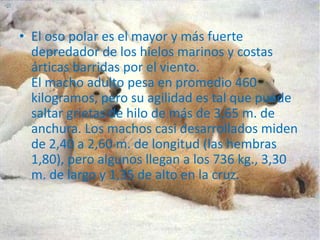El oso polar es el mayor y más fuerte depredador de los hielos marinos y costas árticas barridas por el viento.                                         El macho adulto pesa en promedio 460 kilogramos, pero su agilidad es tal que puede saltar grietas de hilo de más de 3,65 m. de anchura. Los machos casi desarrollados miden de 2,40 a 2,60 m. de longitud (las hembras 1,80), pero algunos llegan a los 736 kg., 3,30 m. de largo y 1,35 de alto en la cruz. 
