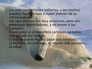 Los osos son animales solitarios, y los machos pueden llegar incluso a matar jóvenes de su misma especie. Los osos polares son muy atractivos, pero son poderosos depredadores, y no temen a los humanos.                                                                                      El oso polar es el mamífero carnívoro terrestre más grande del mundo.El macho puede llegar a pesar una tonelada.La hembra, sin embargo, es mucho más pequeña, la mitad.
