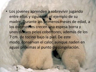 Los jóvenes aprenden a sobrevivir jugando entre ellos y siguiendo el ejemplo de su madre. Durante los primeros meses de edad, a los oseznos les crecen una espesa borra y unos densos pelos cobertores, además de los 7 cm. de tocino bajo la piel. De este modo, conservan el calor, aunque naden en aguas próximas al punto de congelación.