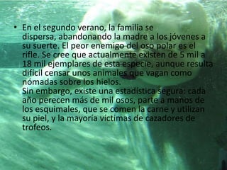 En el segundo verano, la familia se dispersa, abandonando la madre a los jóvenes a su suerte. El peor enemigo del oso polar es el rifle. Se cree que actualmente existen de 5 mil a 18 mil ejemplares de esta especie, aunque resulta difícil censar unos animales que vagan como nómadas sobre los hielos.                                                                       Sin embargo, existe una estadística segura: cada año perecen más de mil osos, parte a manos de los esquimales, que se comen la carne y utilizan su piel, y la mayoría víctimas de cazadores de trofeos.