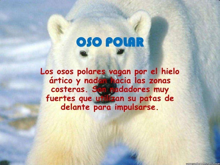 Oso polar
