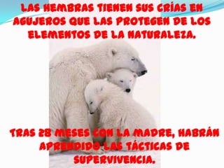 Las hembras tienen sus crías en
agujeros que las protegen de los
  elementos de la naturaleza.




Tras 28 meses con la madre, habrán
     aprendido las tácticas de
          supervivencia.
 