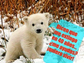 Oso polar