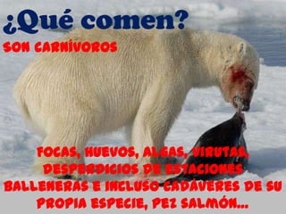 ¿Qué comen?
Son carnívoros




    Focas, huevos, algas, virutas,
     desperdicios de estaciones
balleneras e incluso cadáveres de su
    propia especie, pez salmón…
 