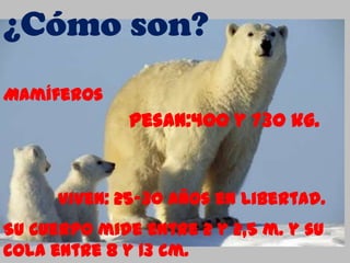 ¿Cómo son?
Mamíferos
              Pesan:400 y 730 kg.


      Viven: 25-30 años en libertad.
Su cuerpo mide entre 2 y 2,5 m. y su
cola entre 8 y 13 cm.
 