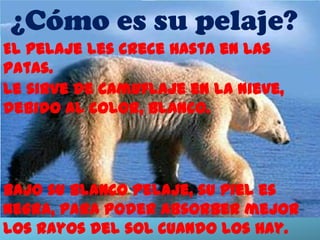 ¿Cómo es su pelaje?
El pelaje les crece hasta en las
patas.
Le sirve de camuflaje en la nieve,
debido al color, blanco.




Bajo su blanco pelaje, su piel es
negra, para poder absorber mejor
los rayos del sol cuando los hay.
 