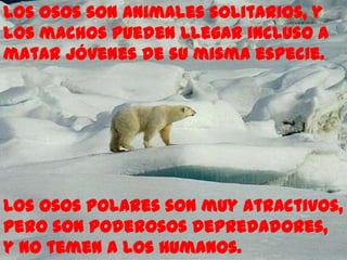 Los osos son animales solitarios, y
los machos pueden llegar incluso a
matar jóvenes de su misma especie.




Los osos polares son muy atractivos,
pero son poderosos depredadores,
y no temen a los humanos.
 