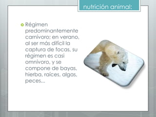 nutrición animal:

 Régimen
 predominantemente
 carnívoro; en verano,
 al ser más difícil la
 captura de focas, su
 régimen es casi
 omnívoro, y se
 compone de bayas,
 hierba, raíces, algas,
 peces...
 