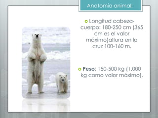Anatomía animal:

   Longitudcabeza-
cuerpo: 180-250 cm (365
     cm es el valor
  máximo)altura en la
    cruz 100-160 m.



 Peso:
      150-500 kg (1.000
 kg como valor máximo).
 