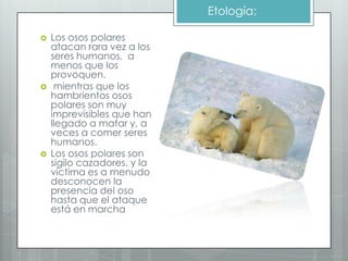 Etología:

   Los osos polares
    atacan rara vez a los
    seres humanos, a
    menos que los
    provoquen.
    mientras que los
    hambrientos osos
    polares son muy
    imprevisibles que han
    llegado a matar y, a
    veces a comer seres
    humanos.
   Los osos polares son
    sigilo cazadores, y la
    víctima es a menudo
    desconocen la
    presencia del oso
    hasta que el ataque
    está en marcha
 