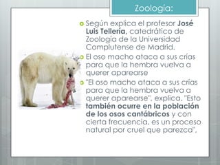 Zoología:
 Según   explica el profesor José
  Luis Tellería, catedrático de
  Zoología de la Universidad
  Complutense de Madrid.
 El oso macho ataca a sus crías
  para que la hembra vuelva a
  querer aparearse
 "El oso macho ataca a sus crías
  para que la hembra vuelva a
  querer aparearse", explica. "Esto
  también ocurre en la población
  de los osos cantábricos y con
  cierta frecuencia, es un proceso
  natural por cruel que parezca",
 