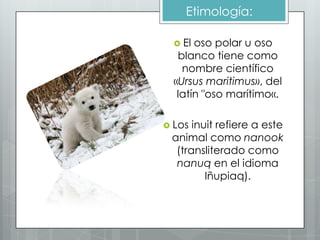 Etimología:

   El oso polar u oso
   blanco tiene como
    nombre científico
  «Ursus maritimus», del
   latín "oso marítimo«.

 Los inuit refiere a este
 animal como nanook
  (transliterado como
  nanuq en el idioma
         Iñupiaq).
 