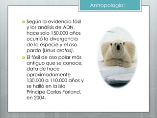 Antropología:


   Según la evidencia fósil
    y los análisis de ADN,
    hace solo 150.000 años
    ocurrió la divergencia
    de la especie y el oso
    pardo (Ursus arctos).
   El fósil de oso polar más
    antiguo que se conoce,
    data de hace
    aproximadamente
    130.000 a 110.000 años y
    se halló en la isla
    Príncipe Carlos Forland,
    en 2004.
 