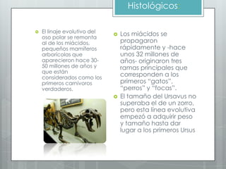 Histológicos:

   El linaje evolutivo del      Los miácidos se
    oso polar se remonta
    al de los miácidos,           propagaron
    pequeños mamíferos            rápidamente y -hace
    arborícolas que               unos 32 millones de
    aparecieron hace 30-          años- originaron tres
    50 millones de años y         ramas principales que
    que están
    considerados como los
                                  corresponden a los
    primeros carnívoros           primeros “gatos”,
    verdaderos.                   “perros” y “focas”.
                                 El tamaño del Ursavus no
                                  superaba el de un zorro,
                                  pero esta línea evolutiva
                                  empezó a adquirir peso
                                  y tamaño hasta dar
                                  lugar a los primeros Ursus
 