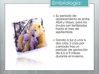 Embriología:

   Su periodo de
    apareamiento es entre
    Abril y Mayo, pero los
    óvulos son fertilizados
    hasta el mes de
    septiembre.

   Dando a luz a una o
    dos crías 2 crías por
    camada tras un
    período de gestación
    de 6,5 a 9 meses
    durante el invierno.
 