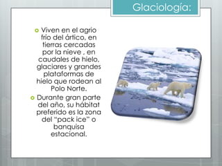 Glaciología:

  Viven en el agrio
   frío del ártico, en
    tierras cercadas
    por la nieve , en
  caudales de hielo,
  glaciares y grandes
    plataformas de
  hielo que rodean al
       Polo Norte.
 Durante gran parte
  del año, su hábitat
  preferido es la zona
    del “pack ice” o
        banquisa
       estacional.
 
