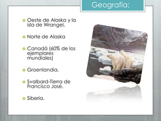 Geografía:

   Oeste de Alaska y la
    isla de Wrangel.

   Norte de Alaska

   Canadá (60% de los
    ejemplares
    mundiales)

   Groenlandia.

   Svalbard-Tierra de
    Francisco José.

   Siberia.
 