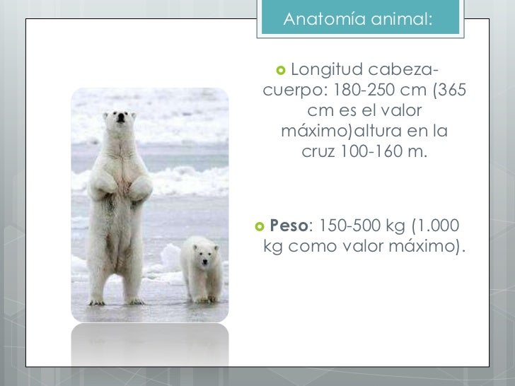 Oso polar!