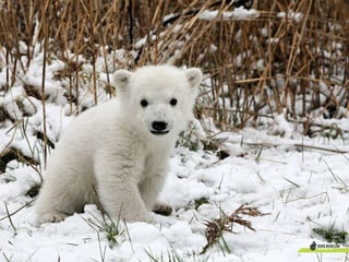 Oso polar polar bear