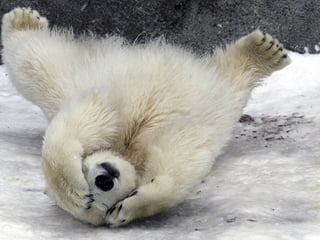 Oso polar polar-bear