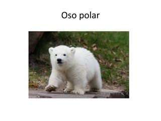 Oso polar
 