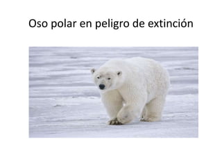 Oso polar en peligro de extinción
 