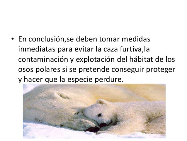 Oso polar en peligro de extinción